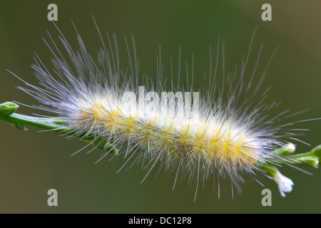 Virginian Tiger Moth caterpillar (Spilosoma virginica) Stock Photo