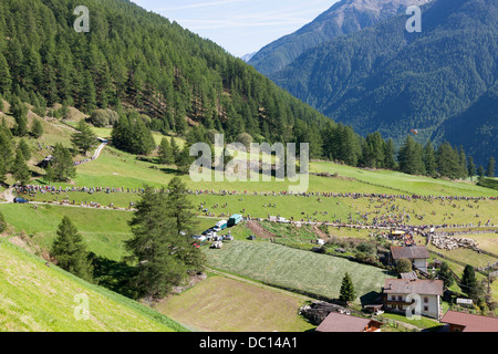 Transhumance: the great sheep trek across the Oetztal Alps between South Tyrol, Italy, and North Tyrol, Austria.