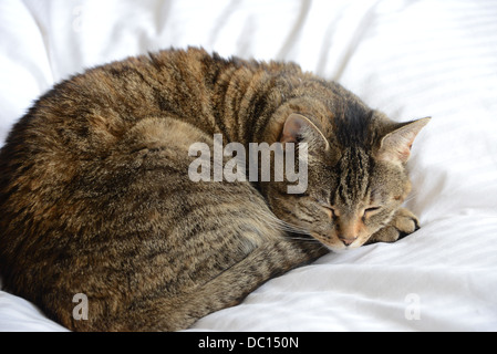 sweet tabby cat with pretty markings asleep on white bedding close up Stock Photo
