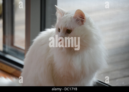 White cat portrait standing by window with soft sun light turkish angora pedigree champion. natural light MR avail. Stock Photo