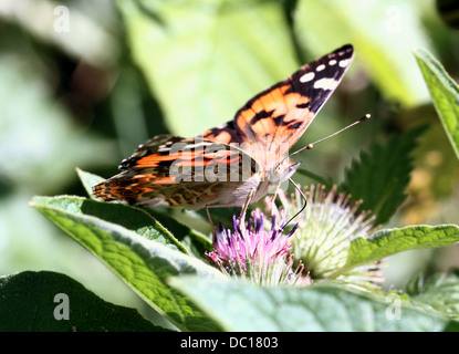 Detailed macro of a Painted Lady-butterfly (vanessa Cardui or Cosmopolitan) foraging on a variety of flowers (80 images in all) Stock Photo