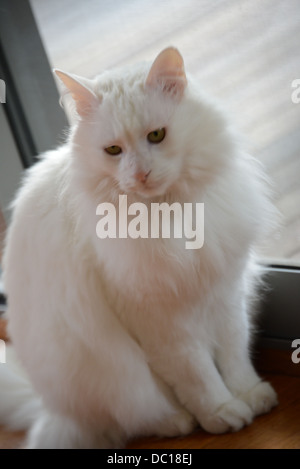 White cat portrait standing by window with soft sunshine light turkish angora pedigree champion. with model release Stock Photo