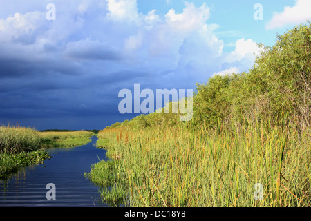 View from above of Florida everglades with green vegetation between ...