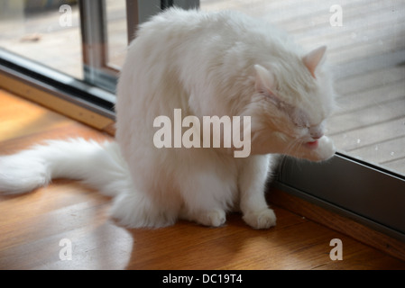 White cat grooming portrait standing by window with bright sunshine turkish angora pedigree champion. grooming paw Stock Photo