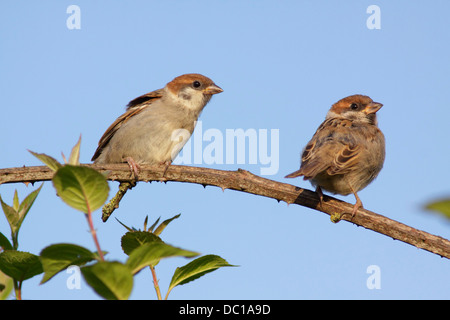 Eurasian Tree Sparrow (Passer montanus) two immature birds, on bramble,  East Yorkshire, England Stock Photo