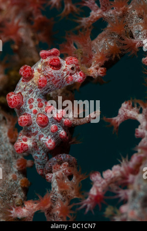 Pregnant male pygmy seahorse (Hippocampus bargibanti) watches from his Gorgonian branch, Lembeh Straits, Indonesia Stock Photo