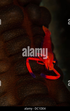 Imperial shrimp (Periclimenes imperator) hitches a ride on a sea cucumber, Lembeh Straits,, Indonesia Stock Photo