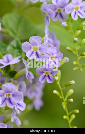 Pigeon berry (Duranta erecta) Stock Photo