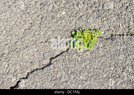 Green grass on fracture of grey asphalt. Concept of new life and overcome difficulties and problems. Stock Photo