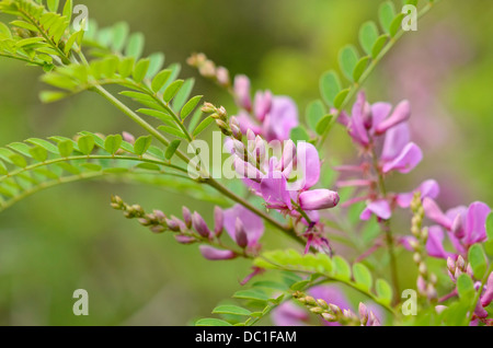 Himalayan indigo (Indigofera heterantha syn. Indigofera gerardiana) Stock Photo