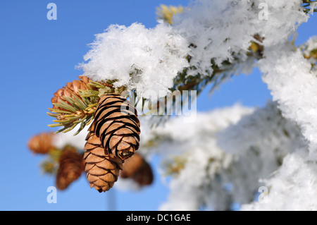 Tree of Pine cones on a snowy branch in winter in the snow Stock Photo