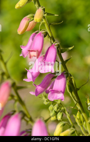 Spanish foxglove (Digitalis thapsi 'Spanish Peaks') Stock Photo