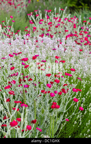 Crown pink (Lychnis coronaria syn. Silene coronaria) Stock Photo