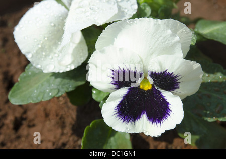 White Pansy, large - flowered hybrid plants cultivated as garden flowers, Pune, Maharashtra, India Stock Photo