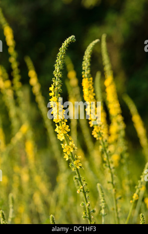 Common agrimony (Agrimonia eupatoria) Stock Photo