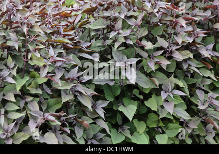 White snakeroot (Ageratina altissima 'Chocolate' syn. Eupatorium rugosum 'Chocolate') Stock Photo