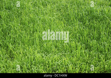 Farm in rains , Pune, Maharashtra, India Stock Photo