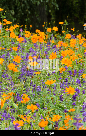 Yellow cosmos (Cosmos sulphureus) and annual sage (Salvia viridis syn. Salvia horminum) Stock Photo