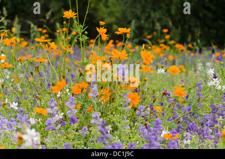 Yellow cosmos (Cosmos sulphureus) and annual sage (Salvia viridis syn. Salvia horminum) Stock Photo