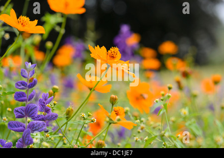 Yellow cosmos (Cosmos sulphureus) and annual sage (Salvia viridis syn. Salvia horminum) Stock Photo