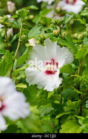 Common hibiscus (Hibiscus syriacus 'Red Heart') Stock Photo