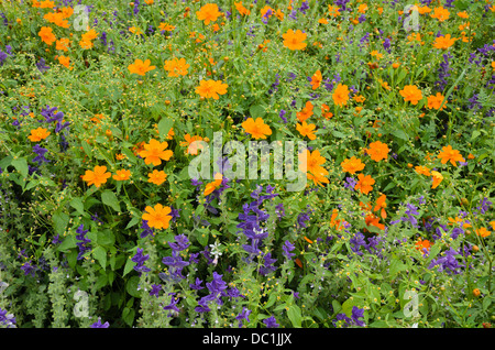 Yellow cosmos (Cosmos sulphureus) and annual sage (Salvia viridis syn. Salvia horminum) Stock Photo