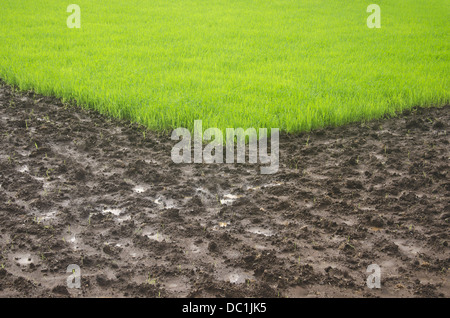 Farm in rains , Pune, Maharashtra, India Stock Photo