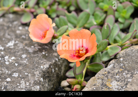 Wingpod purslane (Portulaca umbraticola) Stock Photo