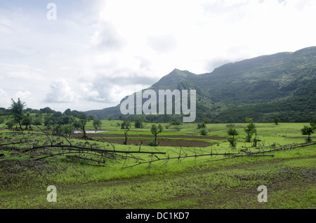 Farm in rains , Pune, Maharashtra, India Stock Photo