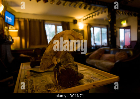 A tame Barn Owl rests on its perch at a quiet Lord Nelson pub in Reedham on the Norfolk Broads. Stock Photo