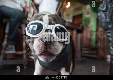 Boston terrier wearing sunglasses. Stock Photo