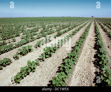 Rows of young cotton plants in the San Joaquin Valley in California, USA Stock Photo