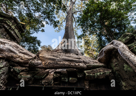 Overgrown tree roots at Ta Prohm Temple ruins at Angkor Wat, Siem Reap, Cambodia Stock Photo