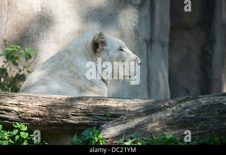 white female lion in the zoo in holland Stock Photo