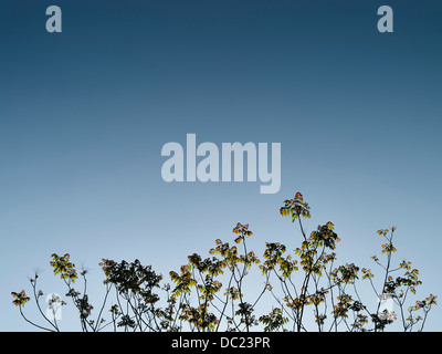 Plants reaching for blue sky Stock Photo