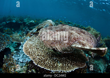 Tasselled Wobbegong over Reef, Eucrossorhinus dasypogon, Raja Ampat, West Papua, Indonesia Stock Photo