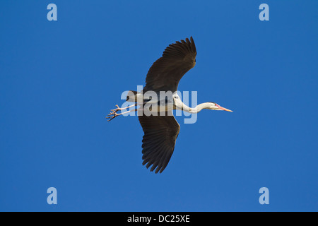 Grey heron / Gray heron (Ardea cinerea) in flight against blue sky Stock Photo