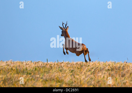 Roe deer (Capreolus capreolus) roebuck jumping through cornfield / wheat field while fleeing from danger on farmland in summer Stock Photo