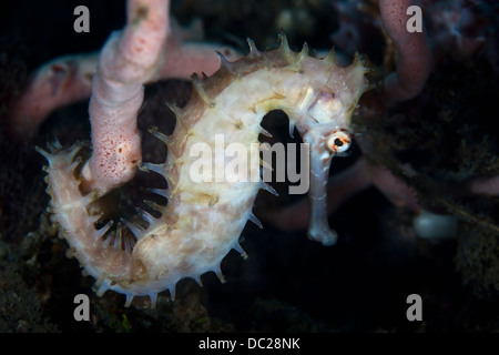 Thorny Seahorse, Hippocampus hystrix, Lembeh Strait, North Sulawesi, Indonesia Stock Photo