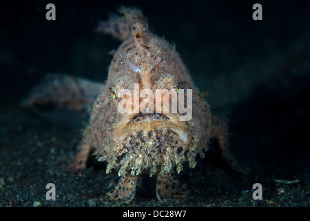 Hairy Frogfish, Antennarius striatus, Lembeh Strait, North Sulawesi, Indonesia Stock Photo