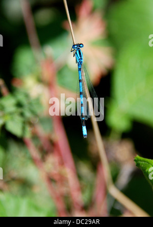 Common Blue Damselfly resting on reed stem Stock Photo - Alamy