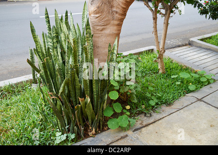 Mother and laws Tongue growing in Miraflores district in Lima, Peru. Stock Photo