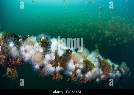 Endemic Anemones feeding on Mastigias Jellyfish, Entacmaea medusivora, Mastigias papua etpisonii, Micronesia, Palau Stock Photo