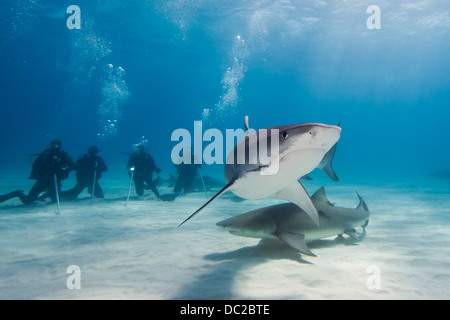 Scuba Diver watching Tiger Shark, Galeocerdo cuvier, Caribbean Sea, Bahamas Stock Photo