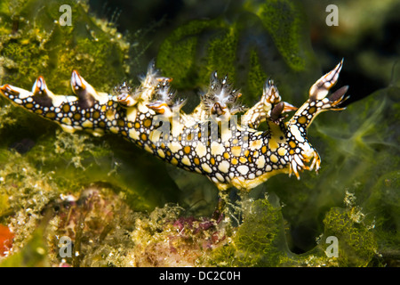 Bornella anguilla, Nudibranch, Sea Slug on the coral reef Stock Photo ...