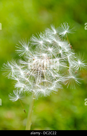 A dandelion clock that has been slightly ruffled by the wind. The seeds haven't dispersed yet. Stock Photo