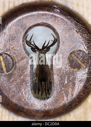 Deer through the keyhole Stock Photo
