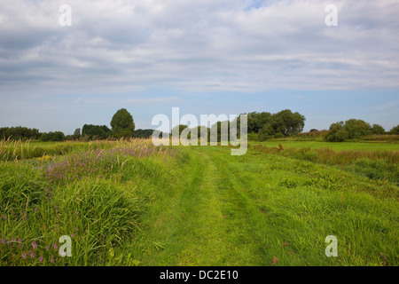 Marsh wound-wort growing by a grassy canal towpath in summer with trees and  hedgerows under a blue cloudy sky in england Stock Photo