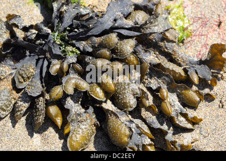 Spiral wrack seaweed, fucus spiralis Stock Photo