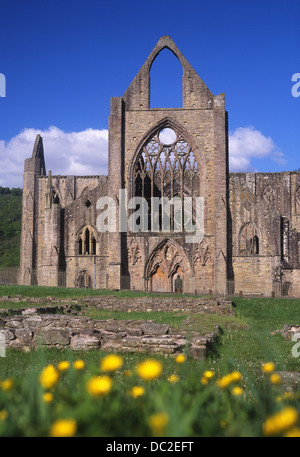 Tintern Abbey west front of ruined church with buttercups in foreground Wye Valley AONB Monmouthshire South East Wales UK Stock Photo